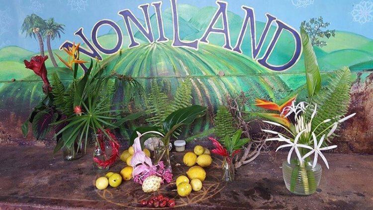 NoniLand Farm Jungle Food